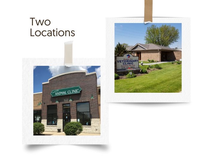 Meadow View Veterinary Clinic Geneva Veterinarians